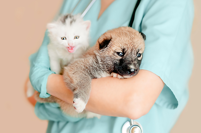 Veterinarsko medicinski proizvodi (VMP) agroart